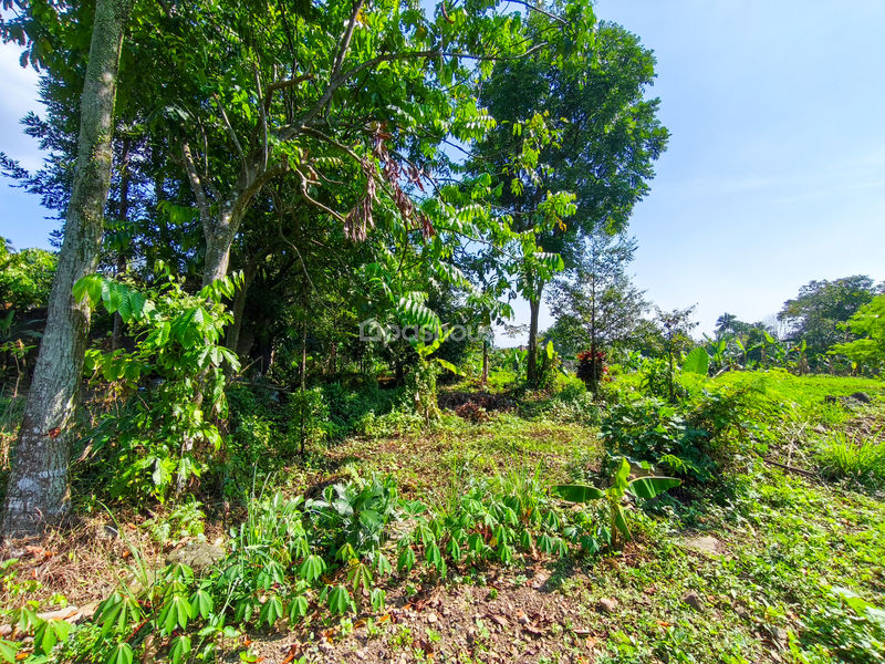Jalan Kampung Batu Gede No.2 Bogor