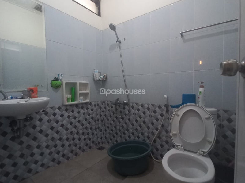 Green Ara Cluster Albasia
