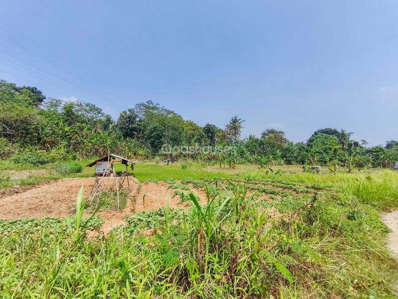 Jalan Kembang Kuning Bogor