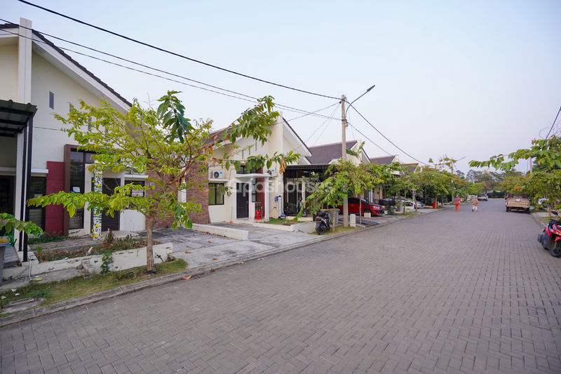 Green Ara Cluster Ebony