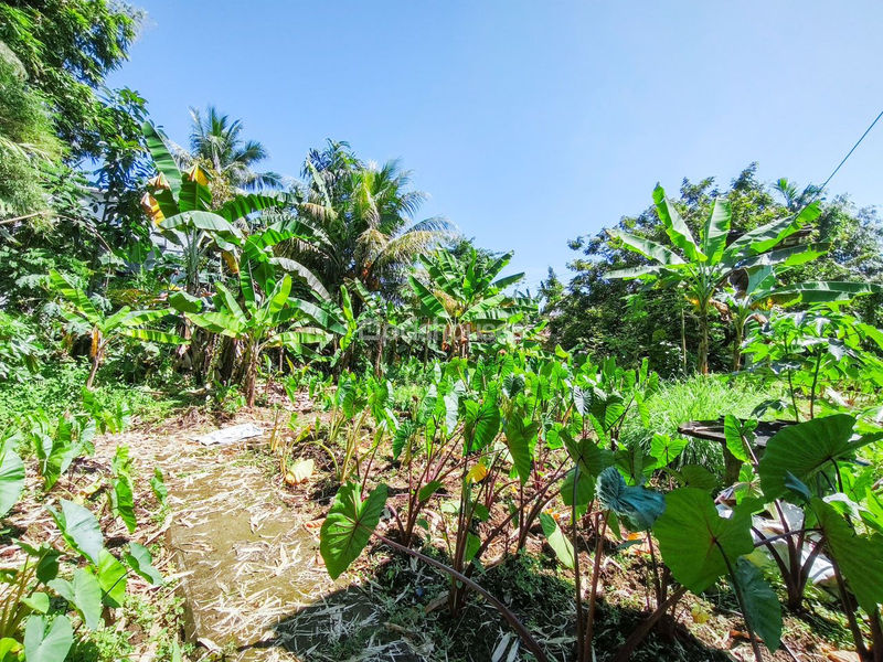 Jalan Kampung Pajeleran Cibinong