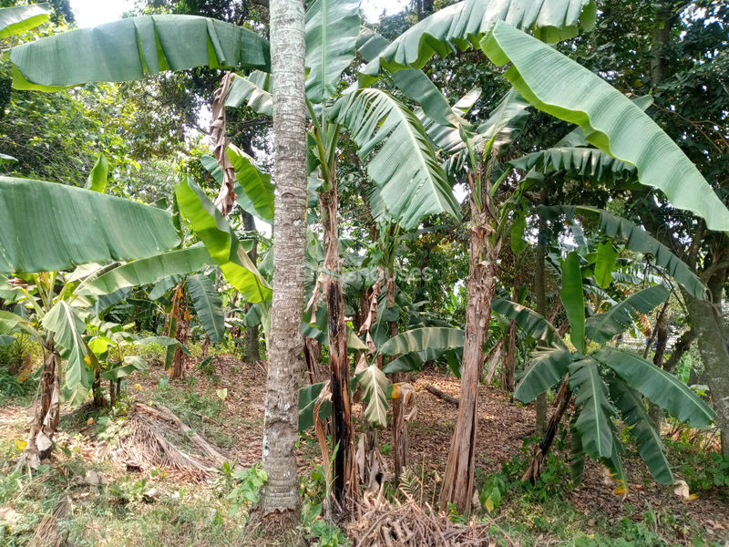 Tanah di Kp. Sawah 