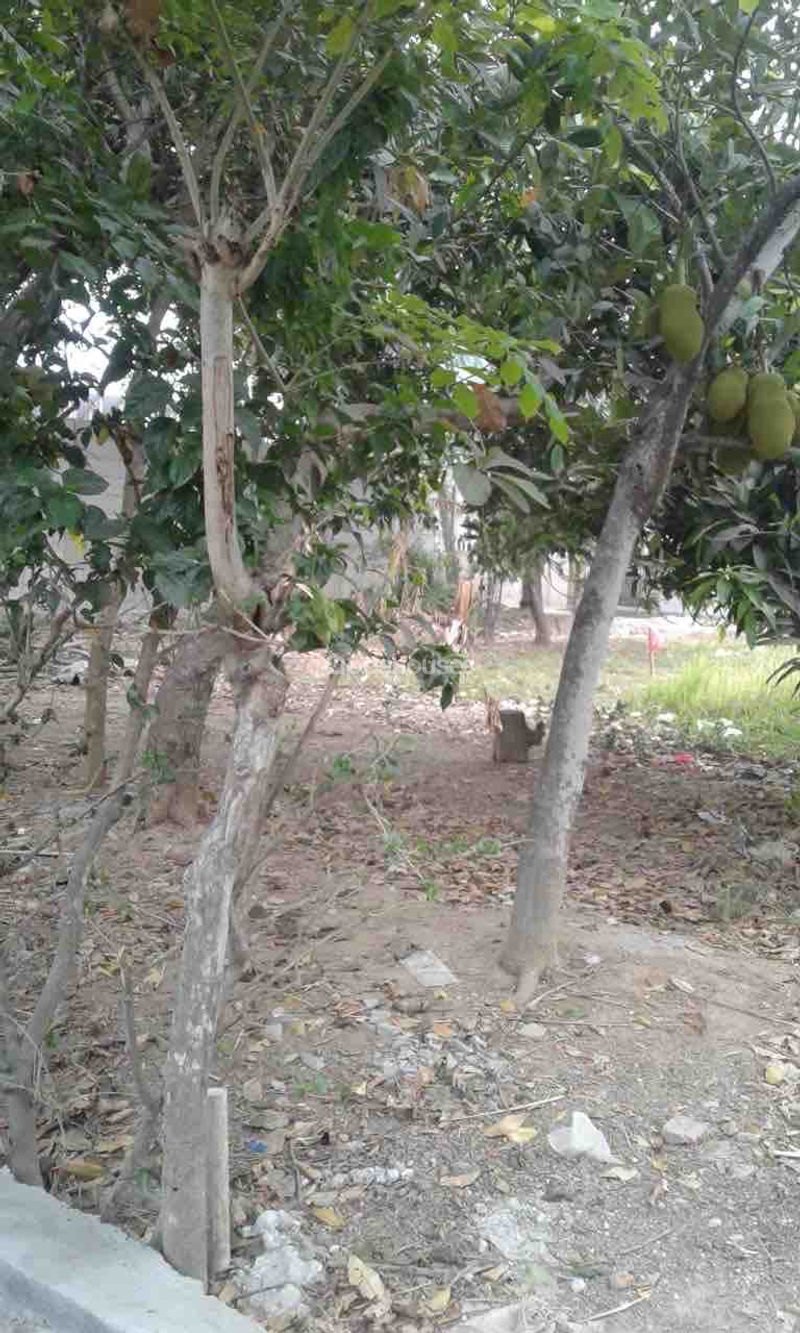 Gabus Bulak