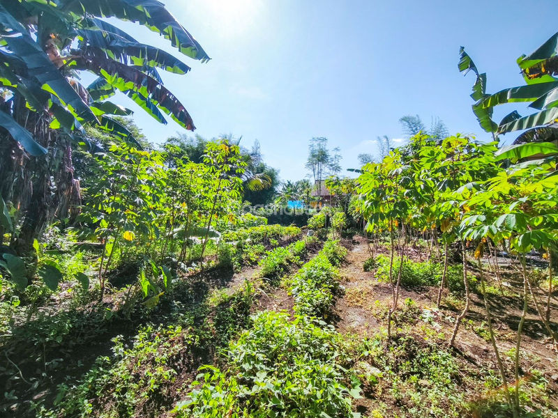 Jalan Kampung Pajeleran Cibinong